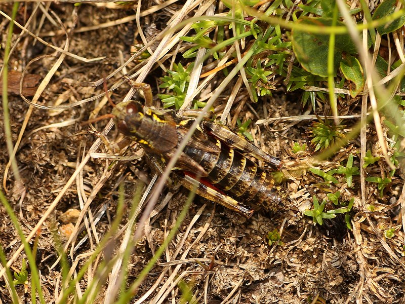 Melanoplus frigidus, femmina